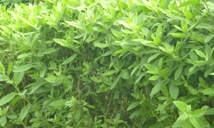 Công dụng chữa bệnh của cúc tần