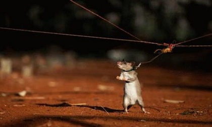 Cách đuổi chuột đơn giản mà hiệu quả nhất