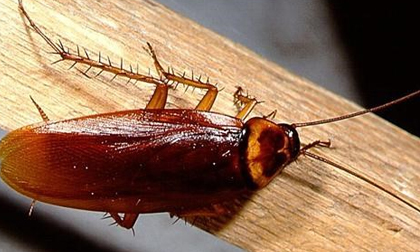 Mẹo diệt gián đơn giản tại nhà