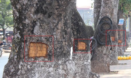 Hàng loạt cây xanh cổ thụ tại đường Láng bị kẻ gian đục vỏ