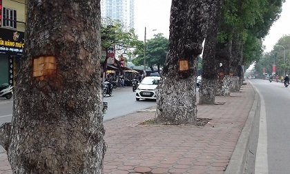 Lột vỏ xà cừ đường phố sẽ bị phạt lên tới 500 nghìn đồng