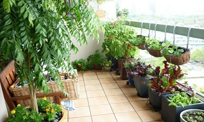 Cách trồng rau sạch trên ban công đủ ăn quanh năm cho cả gia đình