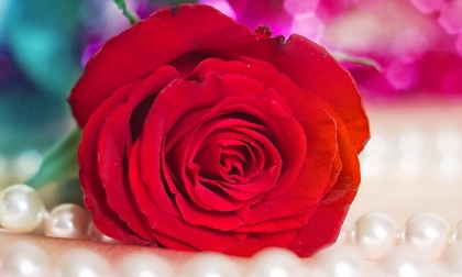 Cách làm hoa hồng tặng bạn gái ngày Valentine