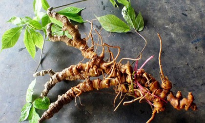 Việt Nam có sâm tốt nhất thế giới, 'khắc tinh' của ung thư