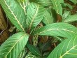 Cách chữa đau dạ dày, trào ngược dạ dày khỏi tức thì nhờ loại cây này