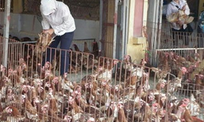 Ăn 80 ngàn tấn gà Trung Quốc thải loại: Ám ảnh dịch bệnh