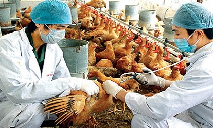 Các biện pháp phòng ngừa cúm gia cầm A/H7N9