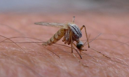 Đồng Nai công bố hết dịch bệnh do vi rút Zika