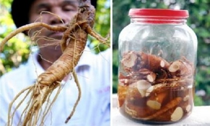 Nghệ An: 6 người nhập viện vì uống “rượu sâm”