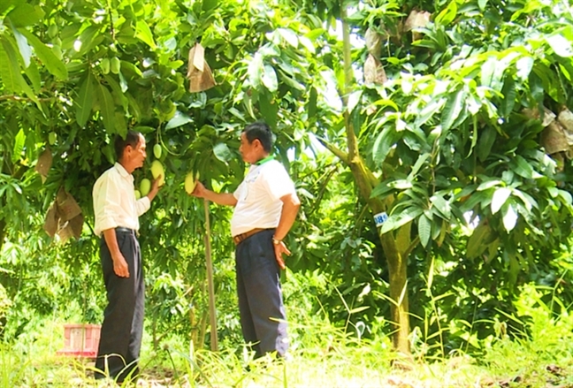Ngoi nha trong xoai qua mang gia 5 trieu dong