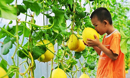 Ngồi nhà trồng xoài qua mạng giá 5 triệu đồng