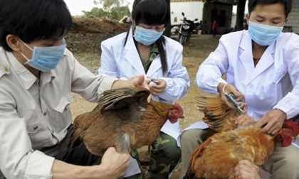 Vi rút cúm A/H7N9 đã ở mức độc lực cao