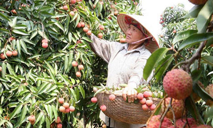 Chọn vú sữa, vải… xuất sang Mỹ là sai lầm?