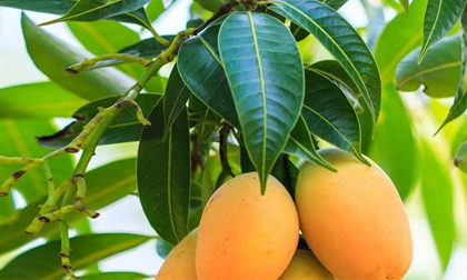 Lá xoài giúp đánh bay tiểu đường, sỏi thận