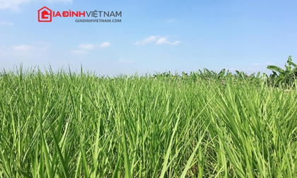 Tin thời tiết ngày 1/3: Bắc Bộ mưa rải rác, Nam Bộ nắng 35 độ