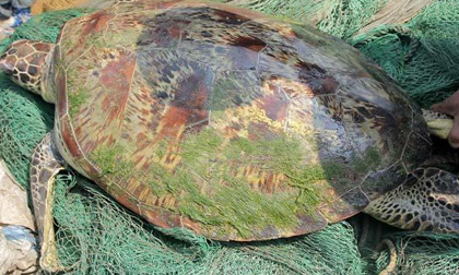 Tin nóng sáng 3/3: Rùa 'khủng' nặng 60kg mắc lưới ngư dân trên sông Lam