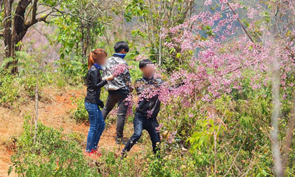 Những cành đào mang hơi thở của Đà Lạt, sao các 'phượt thủ' nỡ bẻ xuống để chụp ảnh check-in?