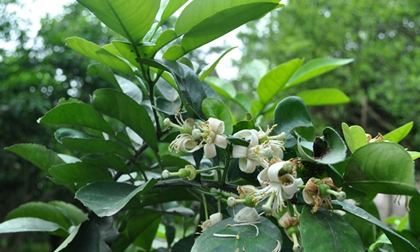 Không chỉ hoa bưởi, rất nhiều bộ phận khác từ cây bưởi mà bạn có thể sử dụng để chữa bệnh