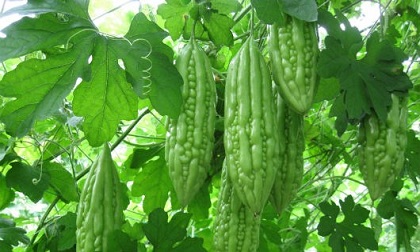 Khổ qua - Món ăn bài thuốc chữa bệnh đái tháo đường