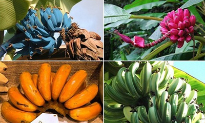 Những giống chuối kỳ lạ nhất thế giới có thể bạn chưa được nhìn thấy