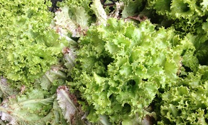 Rau xanh Đà Lạt được mùa, giá rẻ bèo