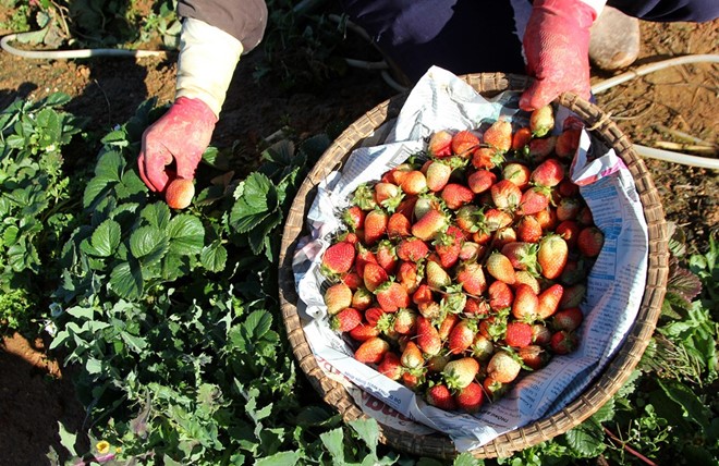 Gan 700.000 dong/kg dau Nhat trong tai Viet Nam hinh anh 2