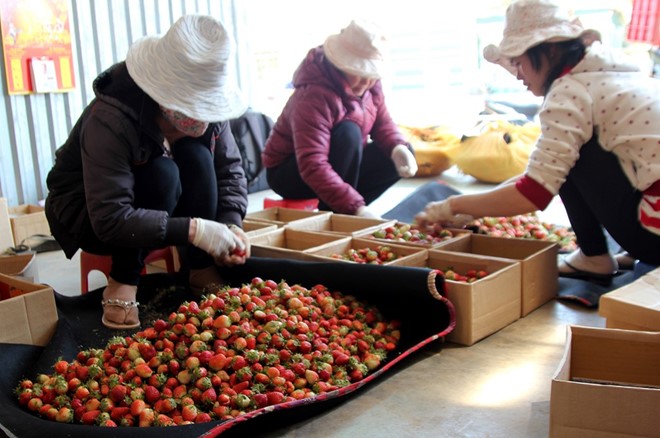 Gan 700.000 dong/kg dau Nhat trong tai Viet Nam hinh anh 1