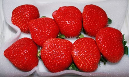 Gần 700.000 đồng/kg dâu Nhật trồng tại Việt Nam