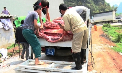 Phát hiện cơ sở thu mua lợn chết về làm đặc sản