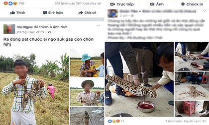 Thực hư mèo quý trị giá tiền tỉ bị nhóm thanh niên xẻ thịt