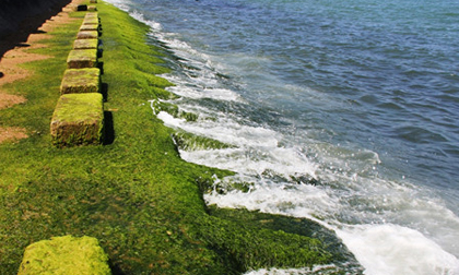 Đổ xô về phố biển Nha Trang ngắm rêu xanh