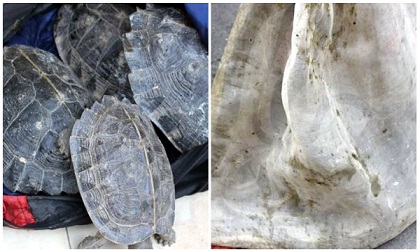 Vận chuyển lậu 26 con rùa và hàng trăm con rắn bằng xe khách