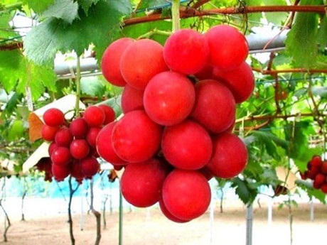 an mot qua, mat luon...xe hoi, loai trai cay nay chi danh cho