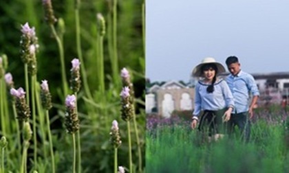 Không cần đi Tây, ở ngay Hà Nội cũng có vườn lavender khiến chị em ngất ngây
