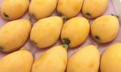 Quả Biwa 4 triệu/kg: Món lạ chị em ăn vặt đỡ nhạt miệng