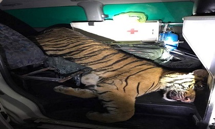 Dùng xe cứu thương chở hổ đông lạnh đi tiêu thụ vẫn bị bắt