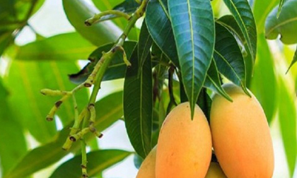 Kỳ diệu chế biến lá xoài tươi giúp chữa bệnh và làm đẹp hiệu quả