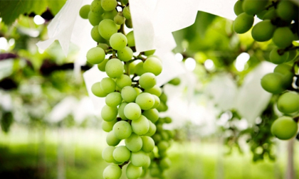 Ưa trái cây Nhật 'sang chảnh': Người Việt mạnh tay chi tiền triệu