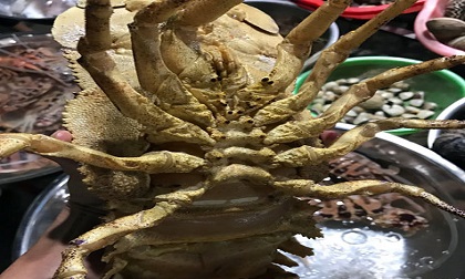 “Vượt mặt“ tôm vua, loài tôm đặc biệt này có giá hơn nửa chỉ vàng