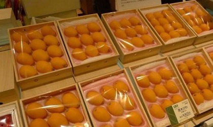 Nhót Nhật có giá hơn 1 chỉ vàng/kg