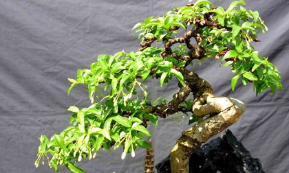 Mẹo phong thủy: Gia đình sung túc, tài lộc dồi dào nếu bạn trồng những loại cây này trong nhà  