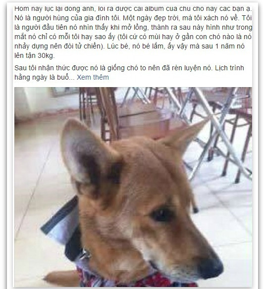 Buc anh cuoi cung cua chu cho hy sinh tinh mang de cuu chu hinh anh 1