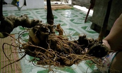 Củ sâm Ngọc Linh được ra giá gần 500 triệu đồng