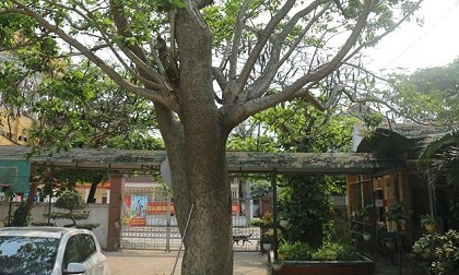 Hãi hùng 'tử thần' ngay trong sân trường