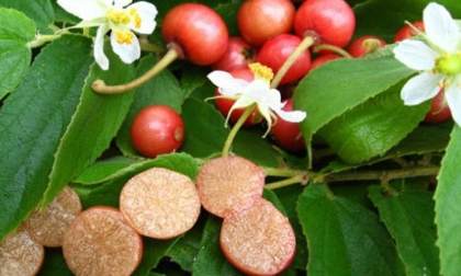 Tác dụng ít biết của cây trứng cá
