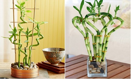 Vì sao nói không trồng cây này trong nhà chắc chắn bạn sẽ hối hận cả đời