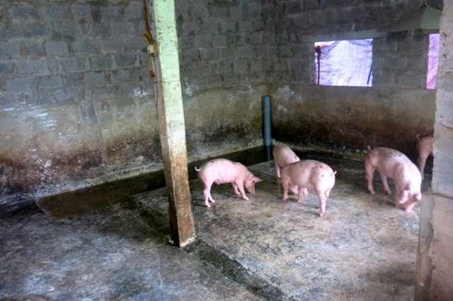 chua bao gio co cuoc giai cuu lon lich su nhu vay hinh anh 2