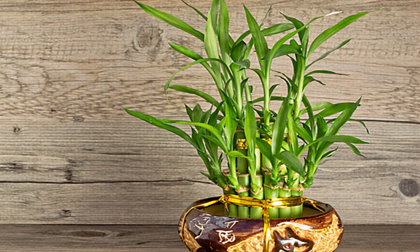 Nếu bạn kiếm mua 1 cây phát lộc đặt đúng ở vị trí này trong nhà điều gì sẽ đến với gia chủ?