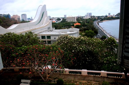 Rừng hoa sứ nơi vua Thành Thái bị giam lỏng nở hoa tuyệt đẹp - 3