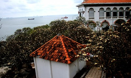 Rừng hoa sứ nơi vua Thành Thái bị giam lỏng nở hoa tuyệt đẹp